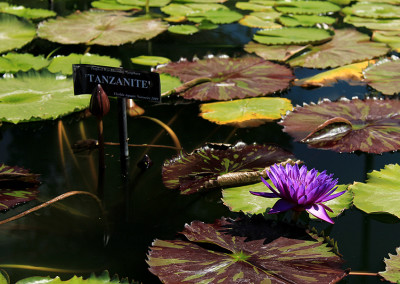 Nymphaea 'Tanzanite'