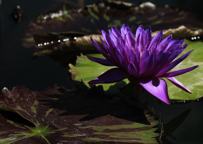 Nymphaea 'Tanzanite'