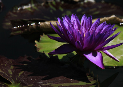 Nymphaea 'Tanzanite'