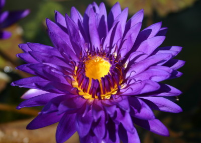 Nymphaea 'Tanzanite'