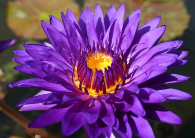 Nymphaea ‘Tanzanite’