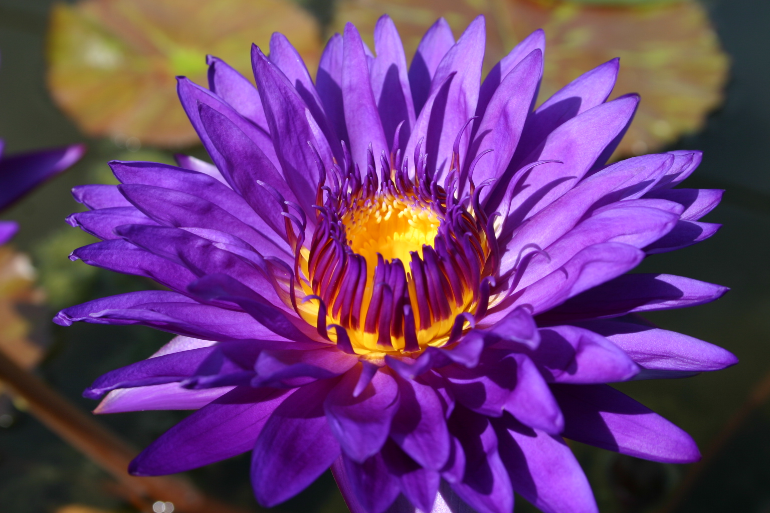 Nymphaea ‘Tanzanite’