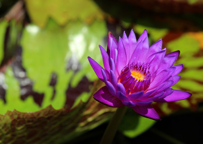 Nymphaea 'Tanzanite'