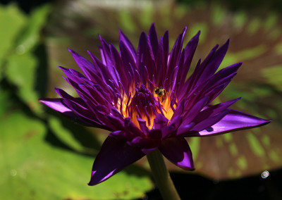 Nymphaea 'Tanzanite'