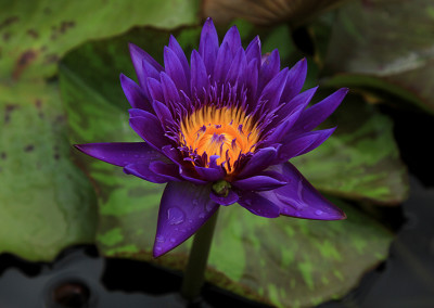 Nymphaea 'Tanzanite'