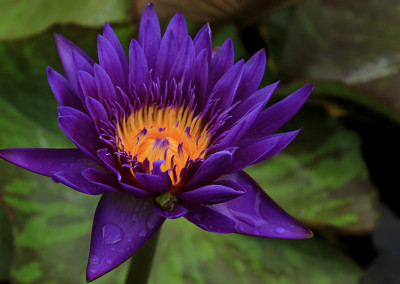 Nymphaea 'Tanzanite'