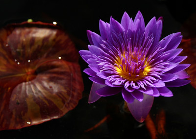 Nymphaea 'Tanzanite'