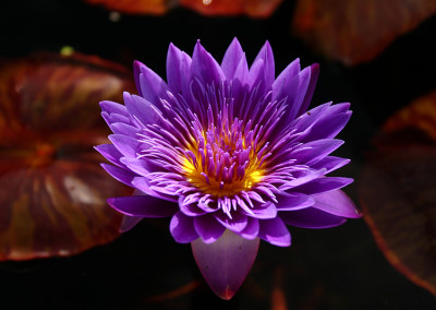 Nymphaea 'Tanzanite'