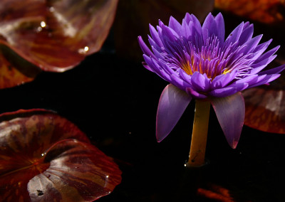 Nymphaea 'Tanzanite'