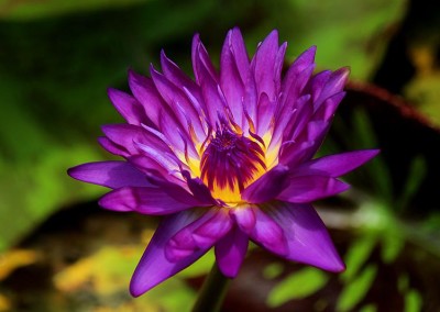 Nymphaea 'Tanzanite'