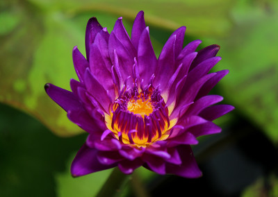 Nymphaea 'Tanzanite'