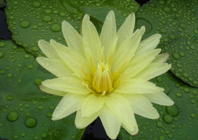 Nymphaea 'Thongsook'