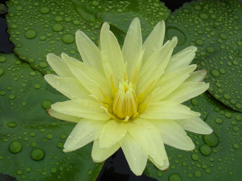 Nymphaea ‘Thongsook’