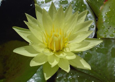 Nymphaea 'Trail Blazer'