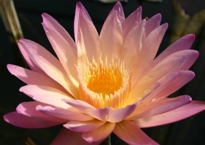 Nymphaea 'Tropic Sunset'