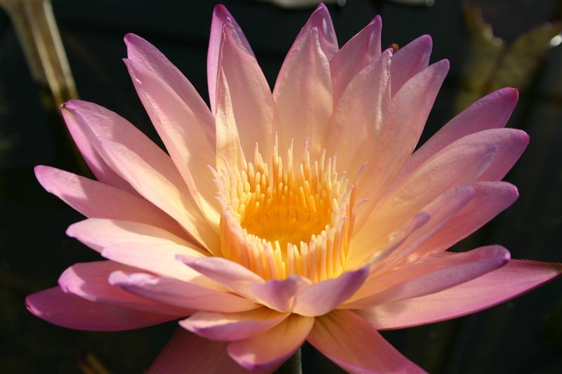 Nymphaea ‘Tropic Sunset’