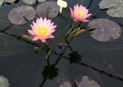 Nymphaea 'Tropic Sunset'