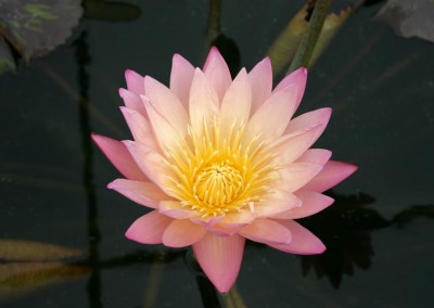 Nymphaea 'Tropic Sunset'