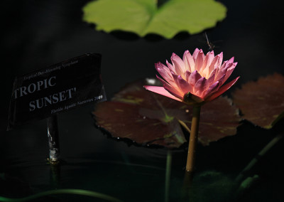 Nymphaea 'Tropic Sunset'