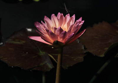 Nymphaea 'Tropic Sunset'