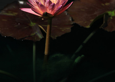 Nymphaea 'Tropic Sunset'