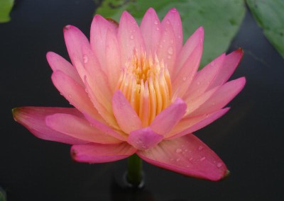 Nymphaea ‘Twighlight’
