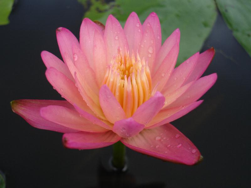 Nymphaea ‘Twighlight’