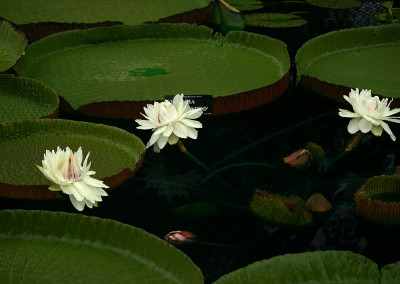 Victoria ‘Longwood Hybrid’ Nutt