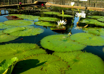 Nymphaea ampla (Salisbury) de Candolle