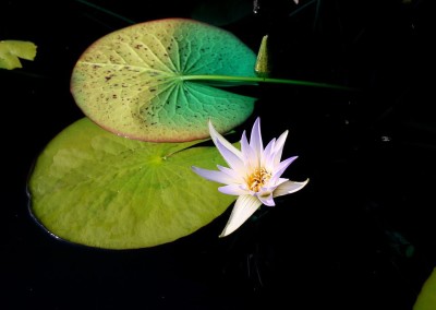 Nymphaea caerulea Savigny