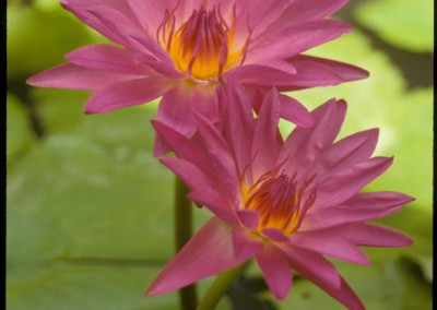 Nymphaea 'Larp Prasert'