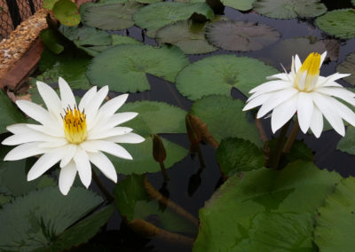 Nymphaea lotus var. dentata (thermalis) photo by Ken Landon