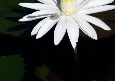 Nymphaea lotus var. dentata (thermalis) photo by Ken Landon