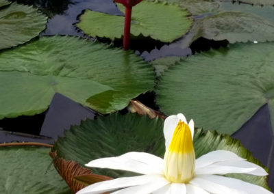 Nymphaea lotus var. dentata (thermalis) photo by Ken Landon