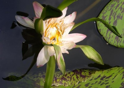 Nymphaea 'Nangkwag' syn (Nymphaea Indian Goddess)
