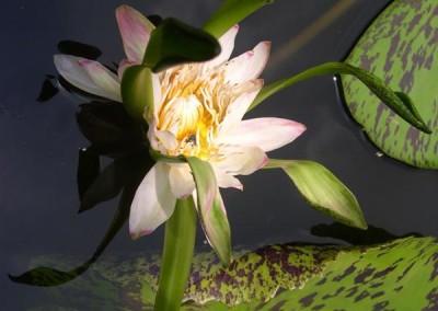 Nymphaea 'Nangkwag' syn (Nymphaea Indian Goddess)