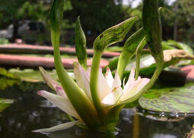 Nymphaea 'Nangkwag' syn (Nymphaea Indian Goddess)