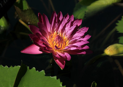 Nymphaea 'Royal Red'