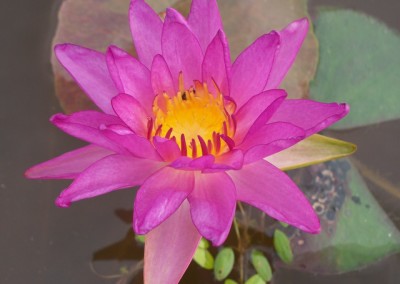 Nymphaea 'Purple Fringe' Hybrid and Picture © Mike Giles