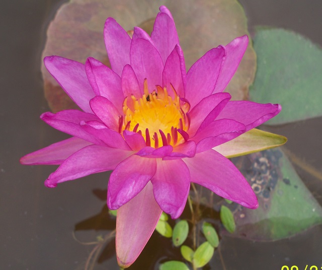 Nymphaea ‘Purple Fringe’