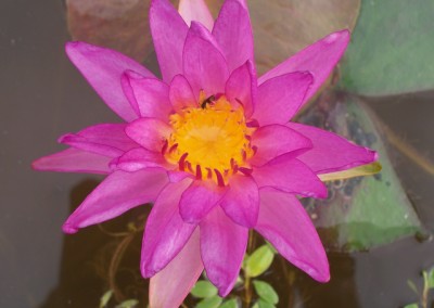 Nymphaea 'Purple Fringe' Hybrid and Picture © Mike Giles