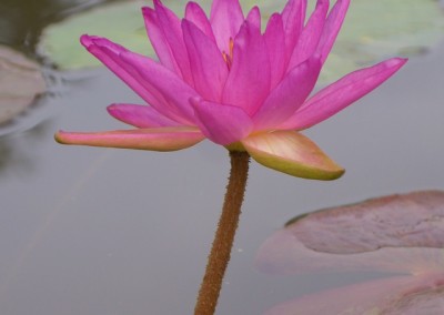 Nymphaea 'Purple Fringe' Hybrid and Picture © Mike Giles