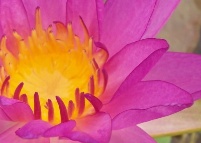 Nymphaea 'Purple Fringe' Hybrid and Picture © Mike Giles