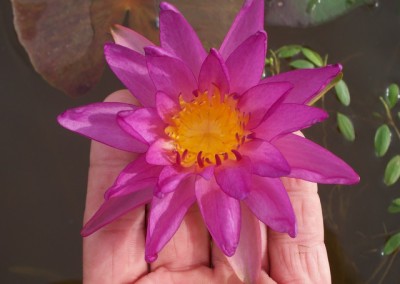 Nymphaea 'Purple Fringe' Hybrid and Picture © Mike Giles
