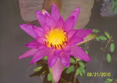 Nymphaea 'Purple Fringe' Hybrid and Picture © Mike Giles