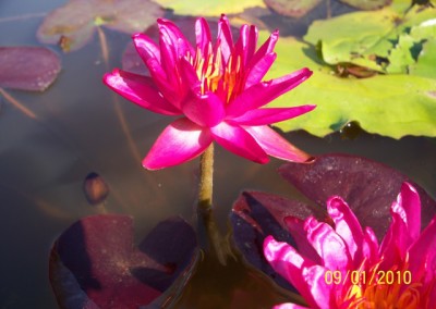 Nymphaea ‘Red Satin’ hybrid and photo © Mike Giles