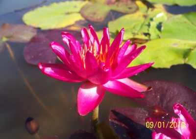 Nymphaea ‘Red Satin’ hybrid and photo © Mike Giles