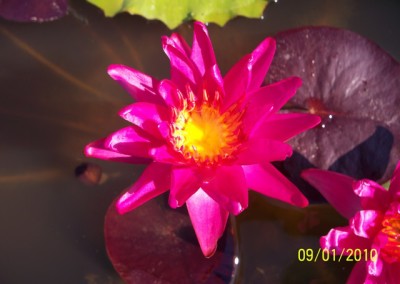 Nymphaea ‘Red Satin’ hybrid and photo © Mike Giles