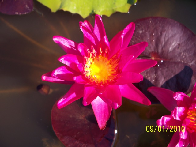 Nymphaea ‘Red Satin’