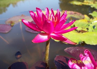 Nymphaea ‘Red Satin’ hybrid and photo © Mike Giles